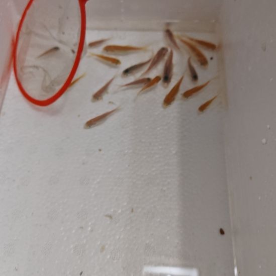 海水鱼3条精选蝴蝶鲤红白29.9