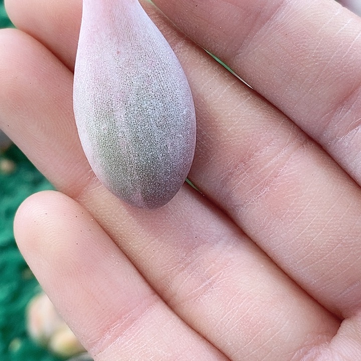 奶酪叶片一物一拍，