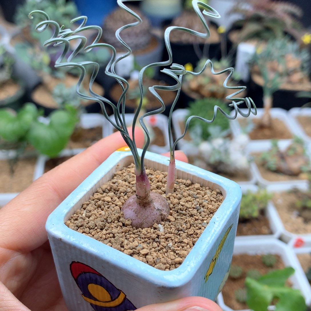 蚊香弹簧草母本脱土多肉