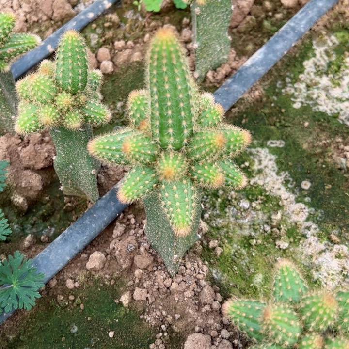 嫁接金牛摩紫一颗28