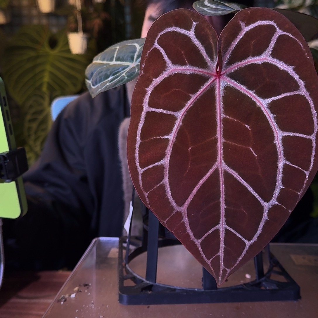 不开花植物G441红水晶f3