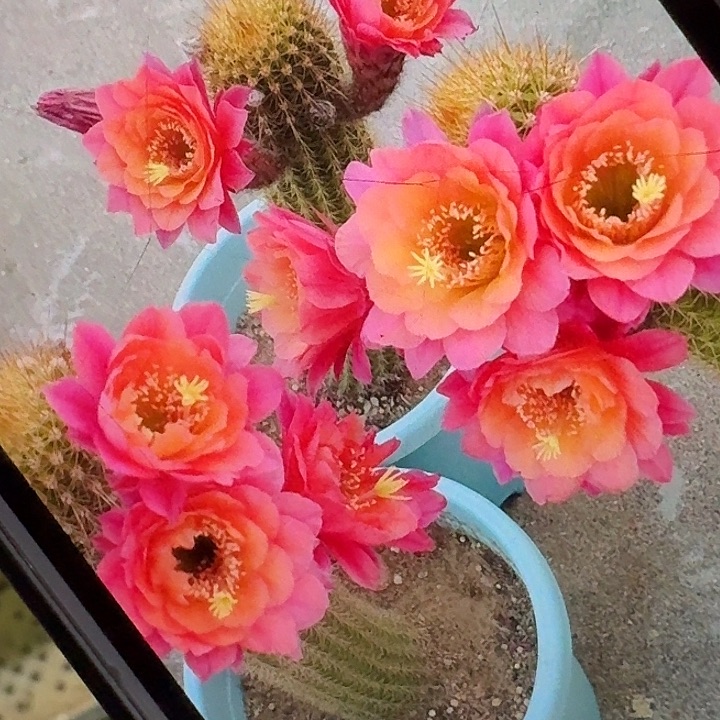 时光侧芽7公分高金妞