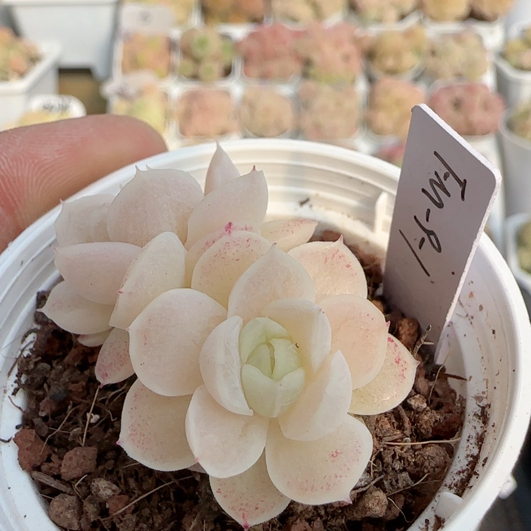 【闪购商品】0218-145（fm-9-1）