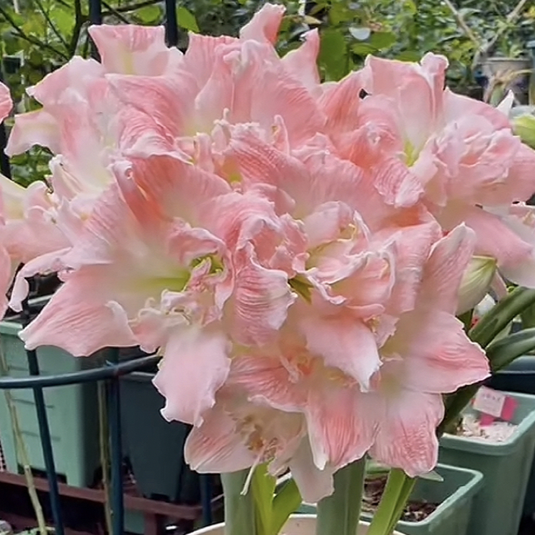蒂卡公主粉色大花型