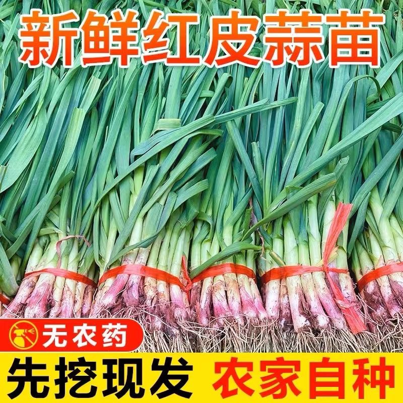 河南露天新鲜现挖红根蒜苗蒜香味十足农家自种当季蔬菜包邮