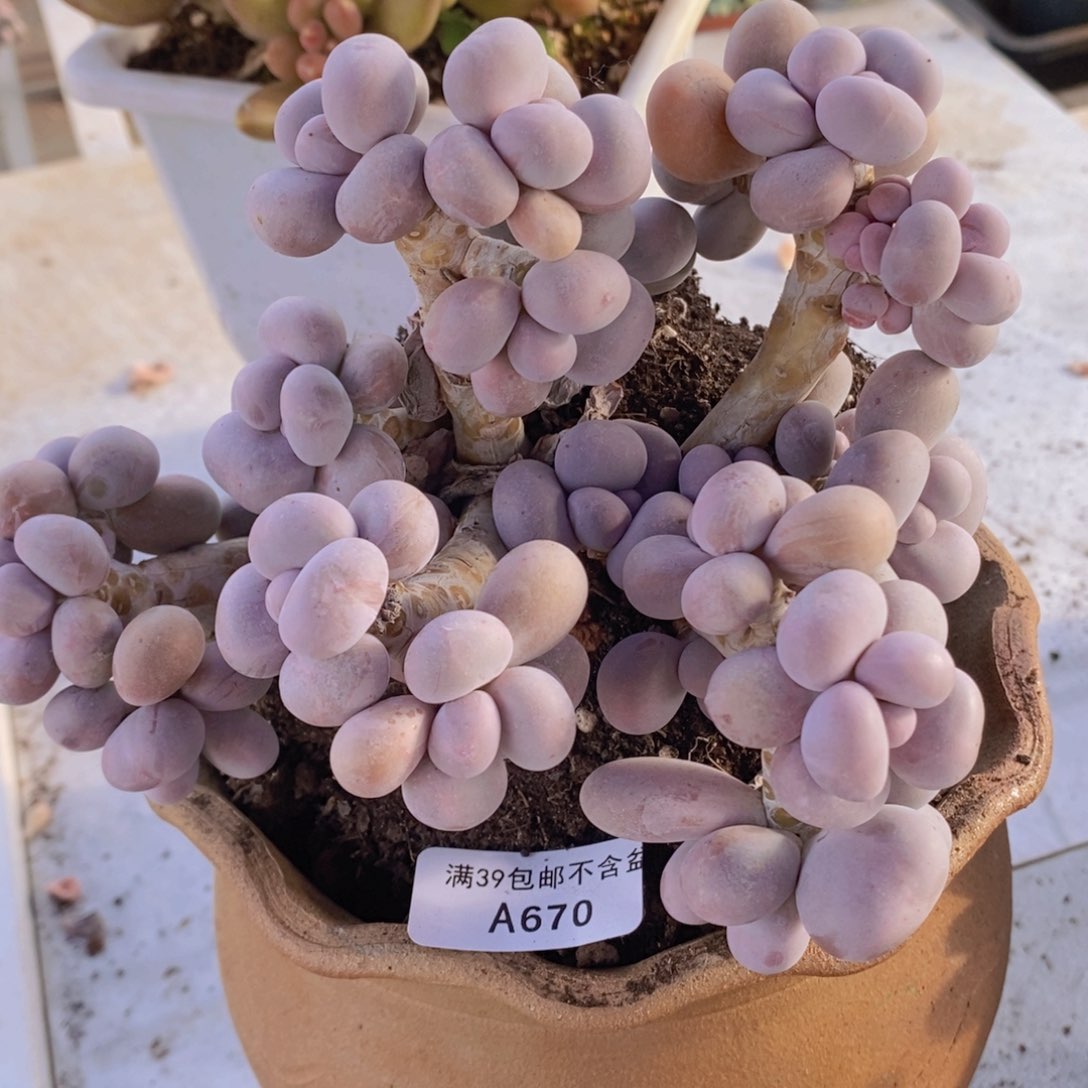 芭比奶洛16cm670多肉植物