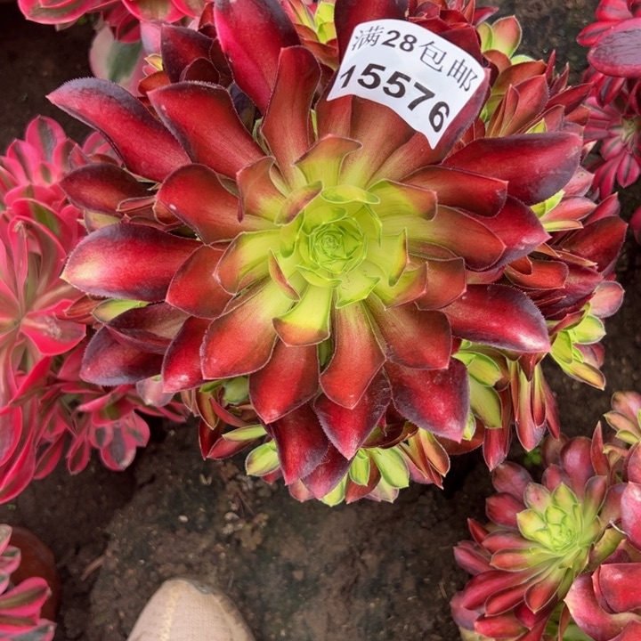 15576韶华多肉植物