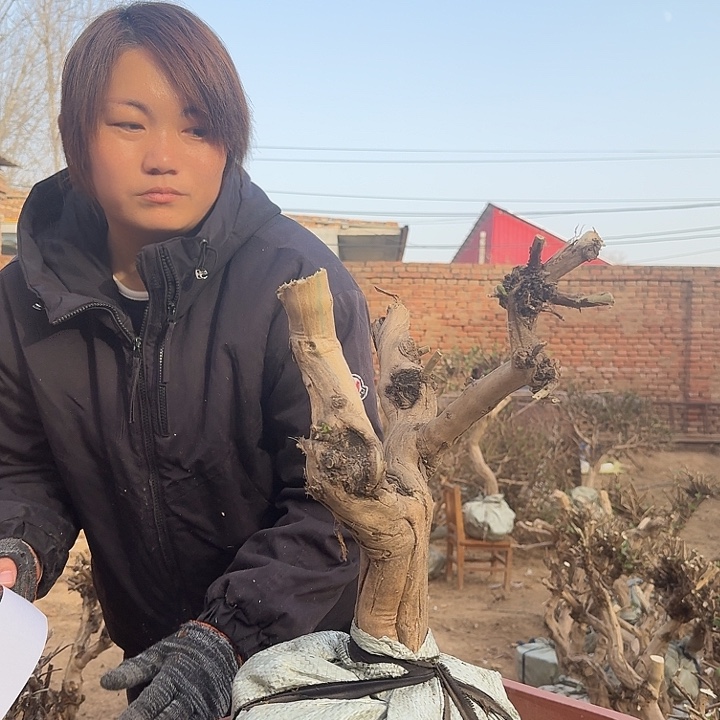 完全开放金银花老庄三色花