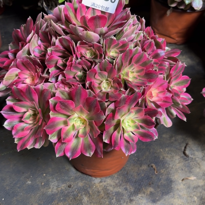 瑞妈，，。。。。859女巫。