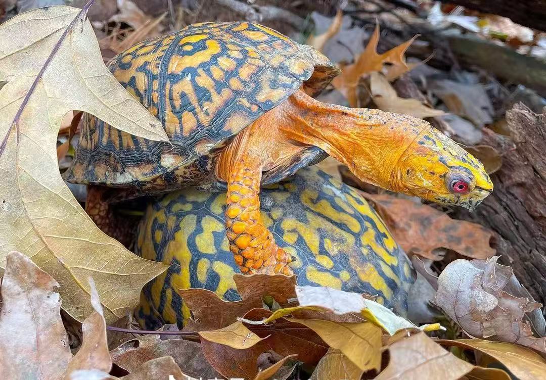 活体宠物龟 专拍链接