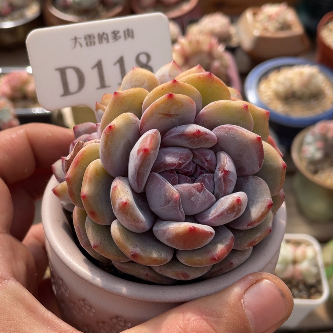 118星影不带盆8厘米