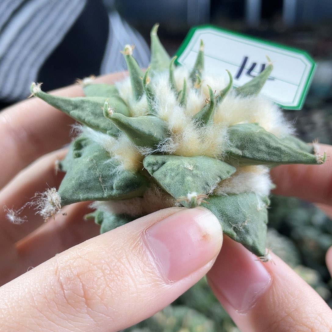 14号自根细尤龙牙牡丹1颗