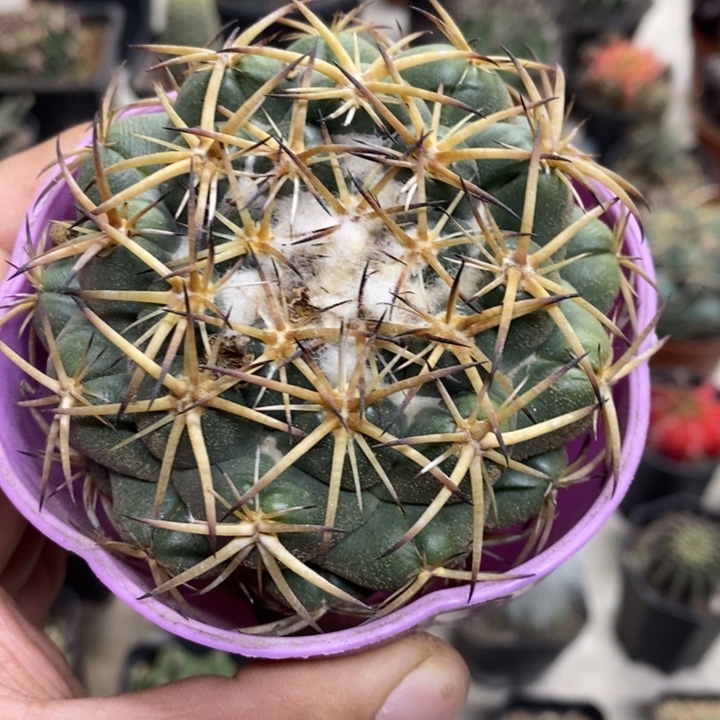 实生中号天丝特价