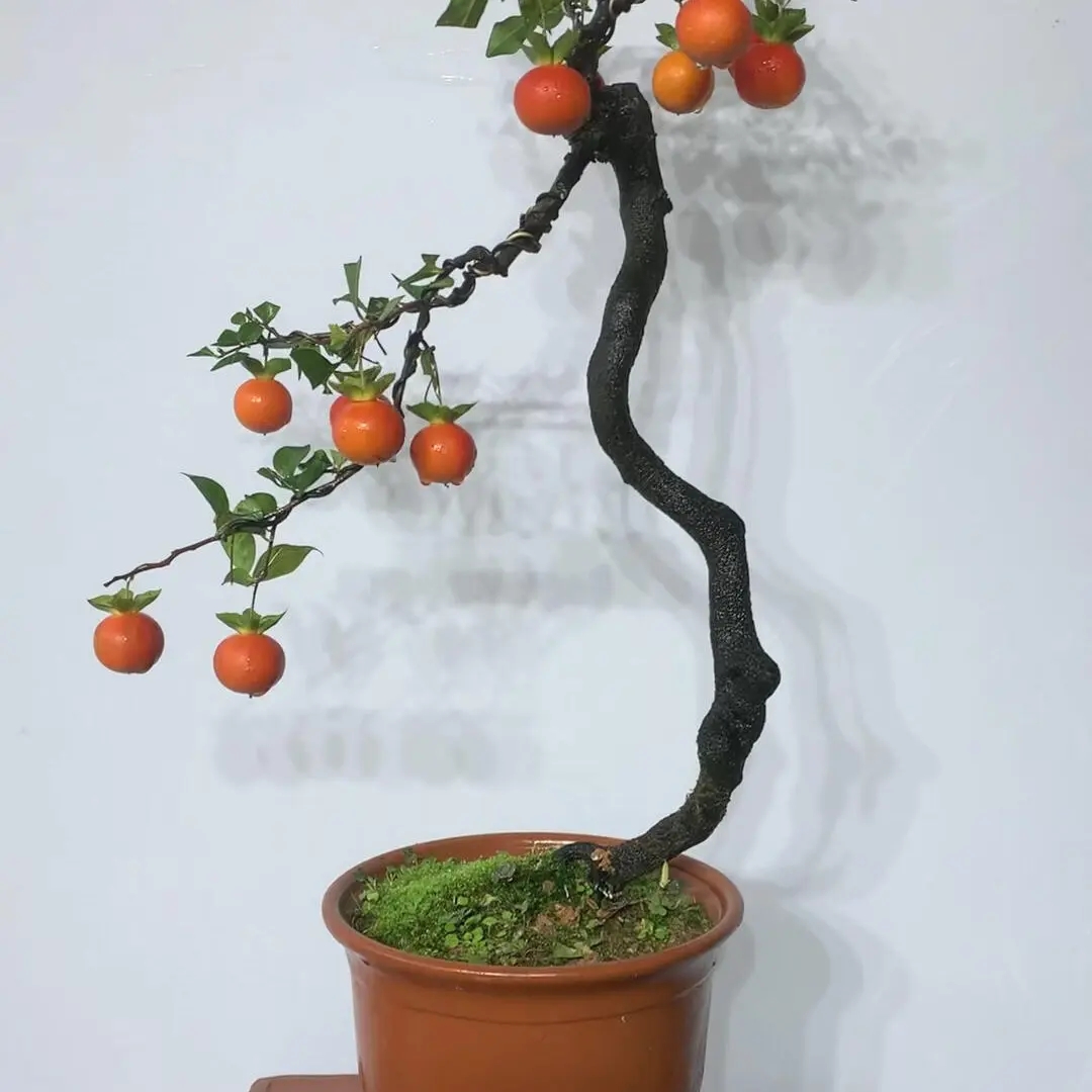 直播间一物一拍老鸦柿金弹子盆景素材