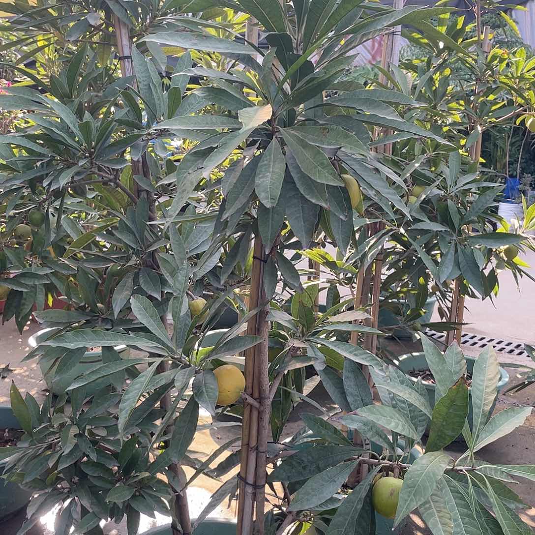 完全开放夕*111111111111111