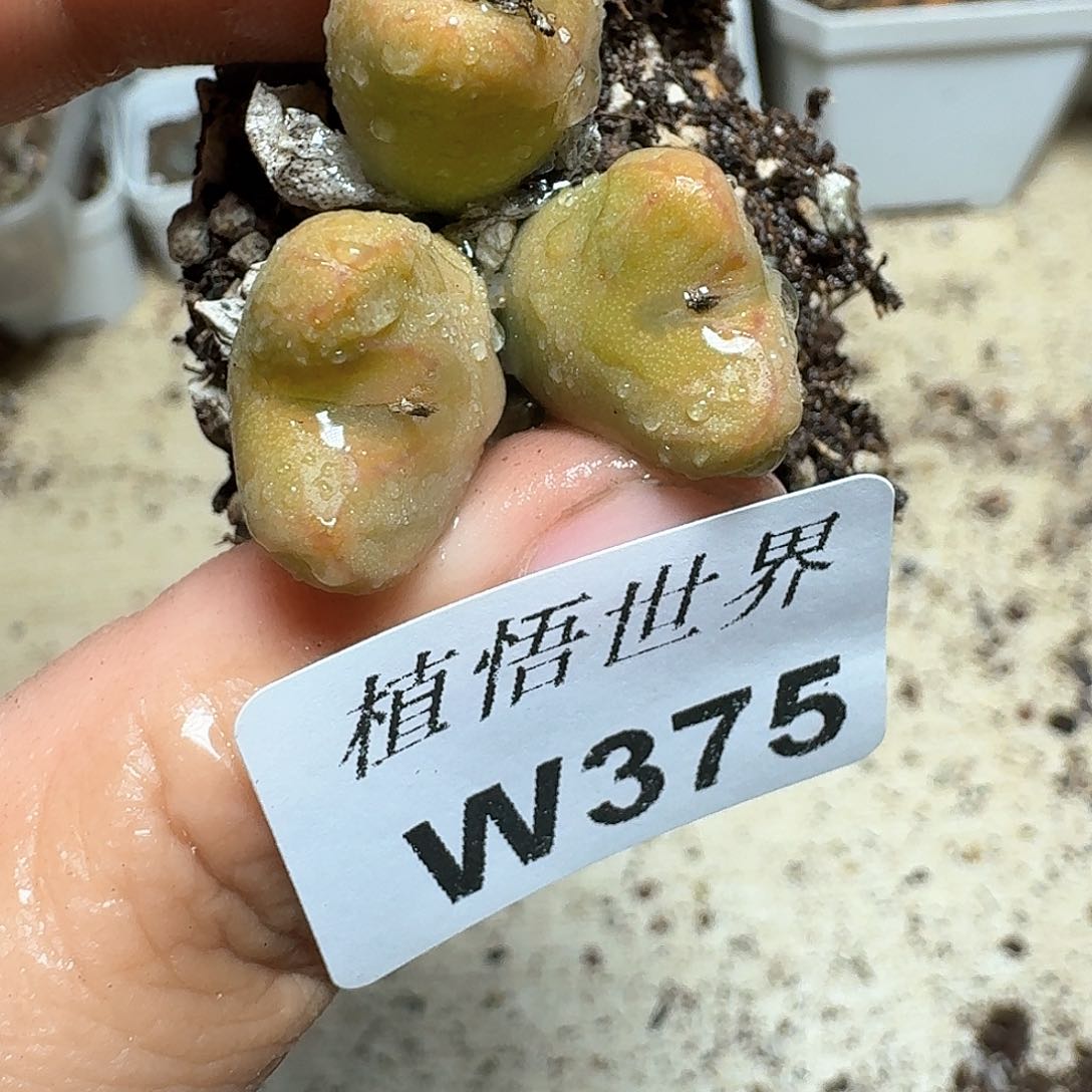 375号多肉植物哇c
