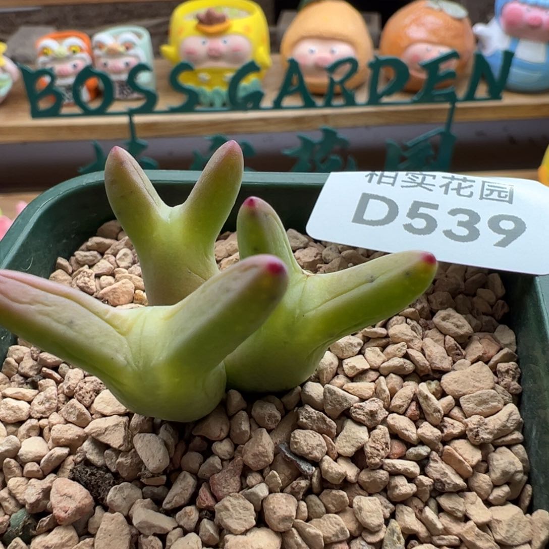 539。0136皮卡丘。带盆土