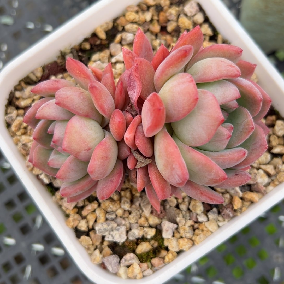 全明星精控多肉一物一拍