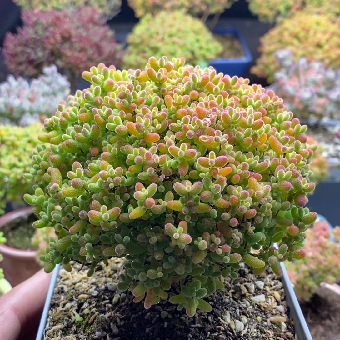 蜜橘糖球374。          