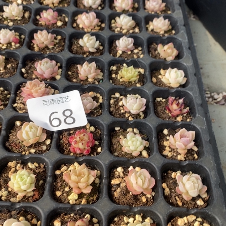 68多肉植物盆栽花卉