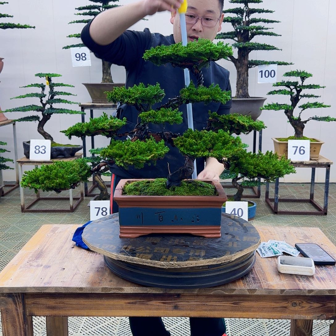 无花朵柏树造型盆景