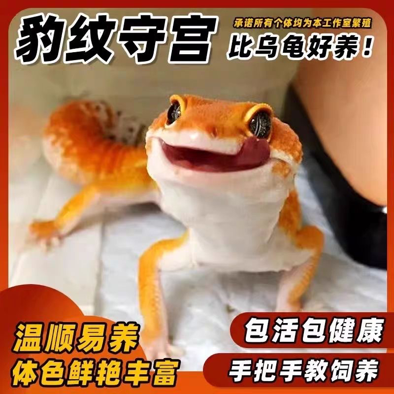豹纹守宫蜥蜴活物新手入门懒人宠物可爱爬虫易养异宠小型温顺幼体