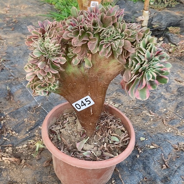 045粉女妖缀化老板子法师