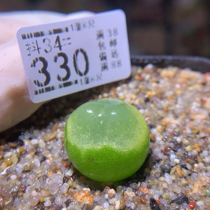 精品生石花34.330