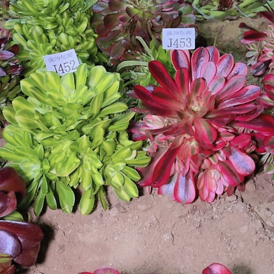 452五彩琉璃453美杜莎多肉植物