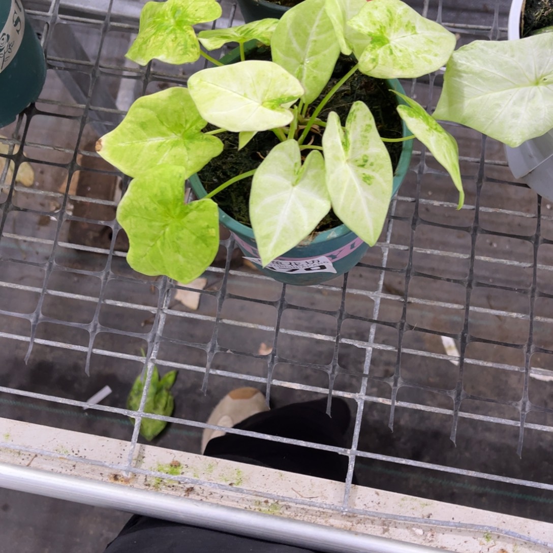 静***无花朵           170泰彩不包售后