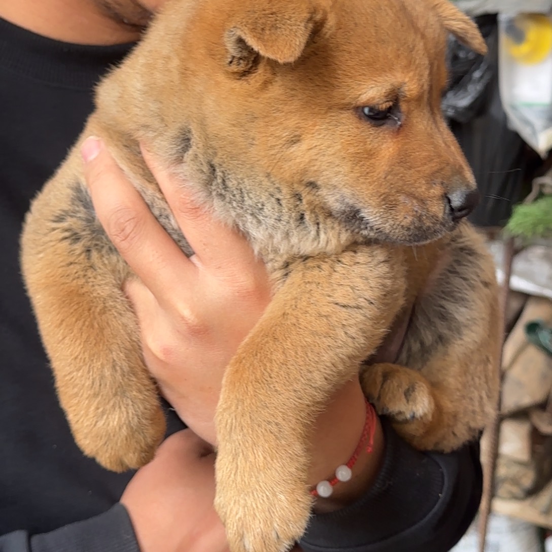 潇***猬中华田园犬小弟弟