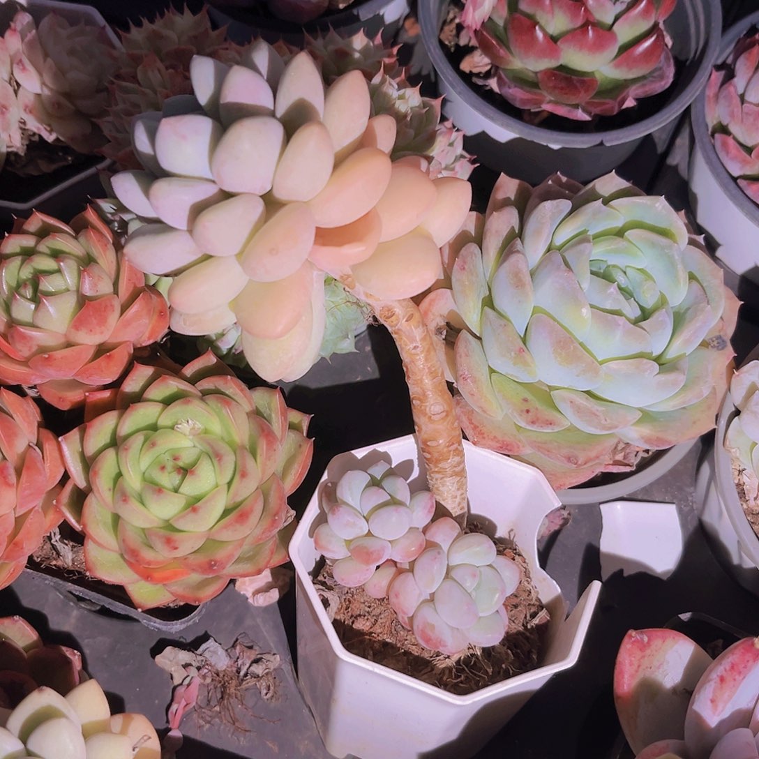 泡泡糖0998瓶水到我手里吧亲