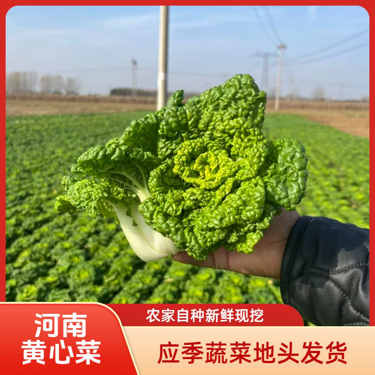 河南露天霜冻黄心乌塌菜黄心菜新鲜火锅蔬菜