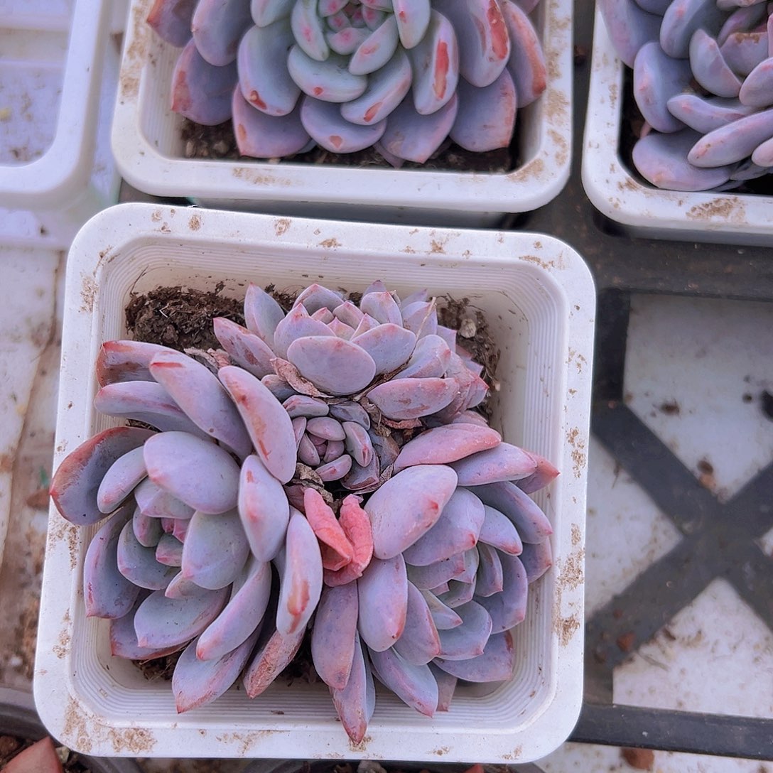 大橙子拓土发货19包邮多肉