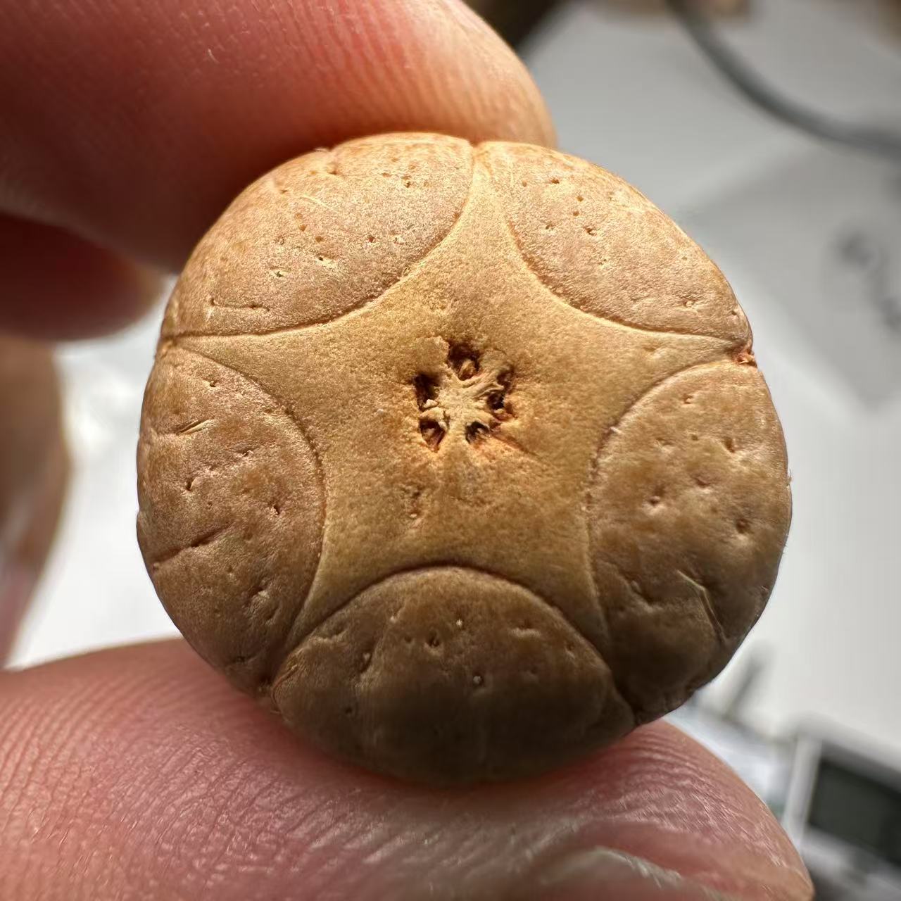 尼泊尔五星菩提，尺寸19，sss系列，货号90