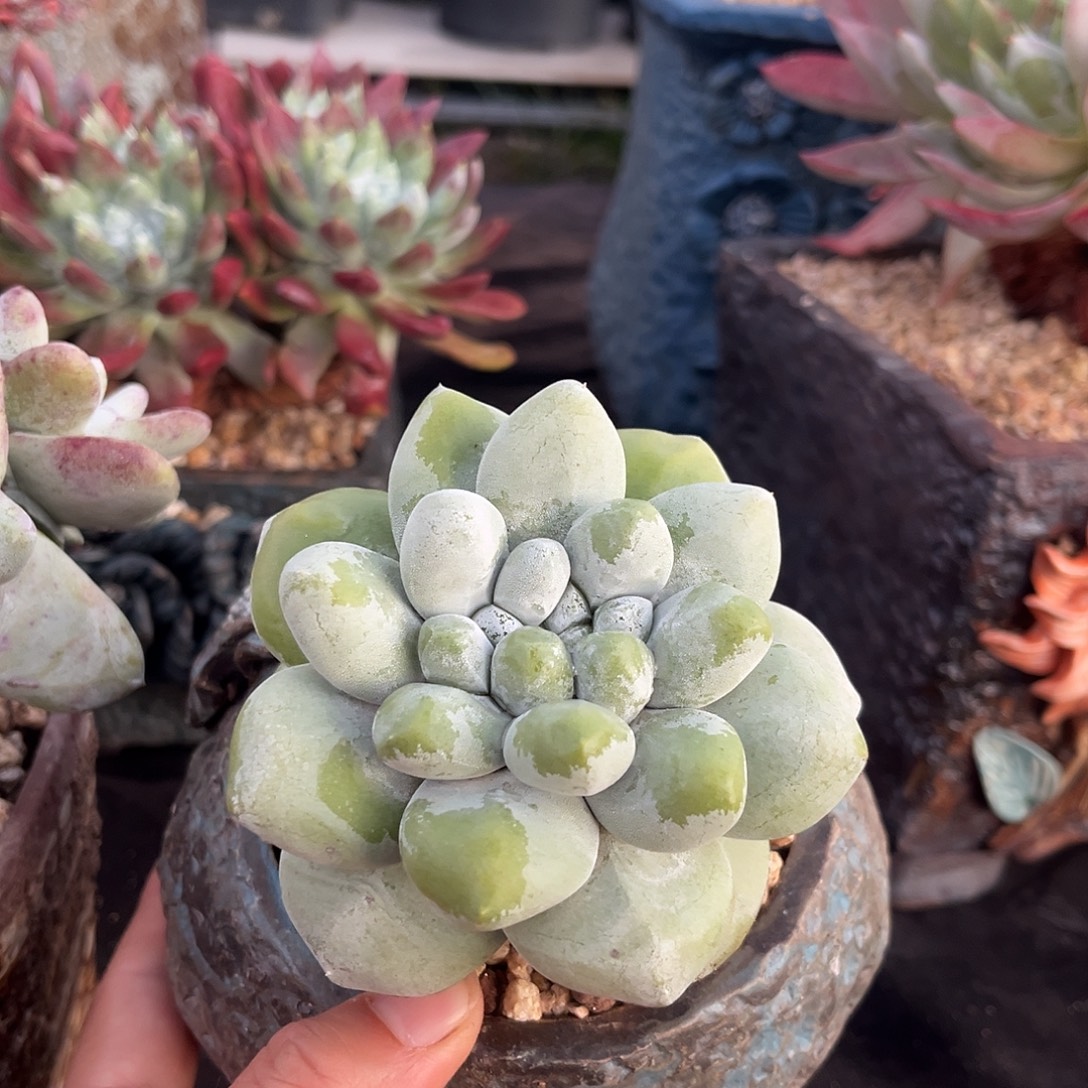 小鹿多肉一物一拍有桩子