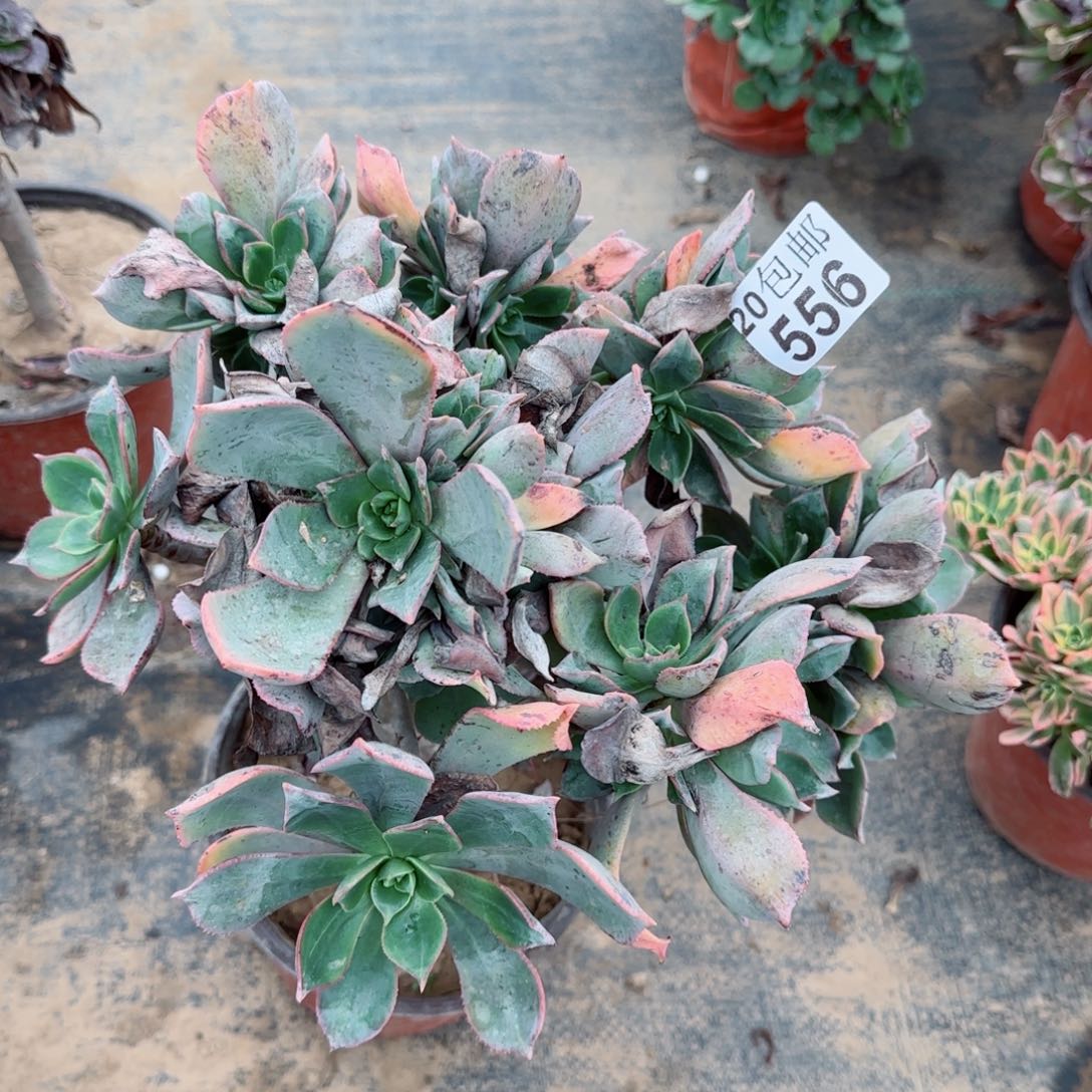 粉仙桃556满20包邮断枝不包