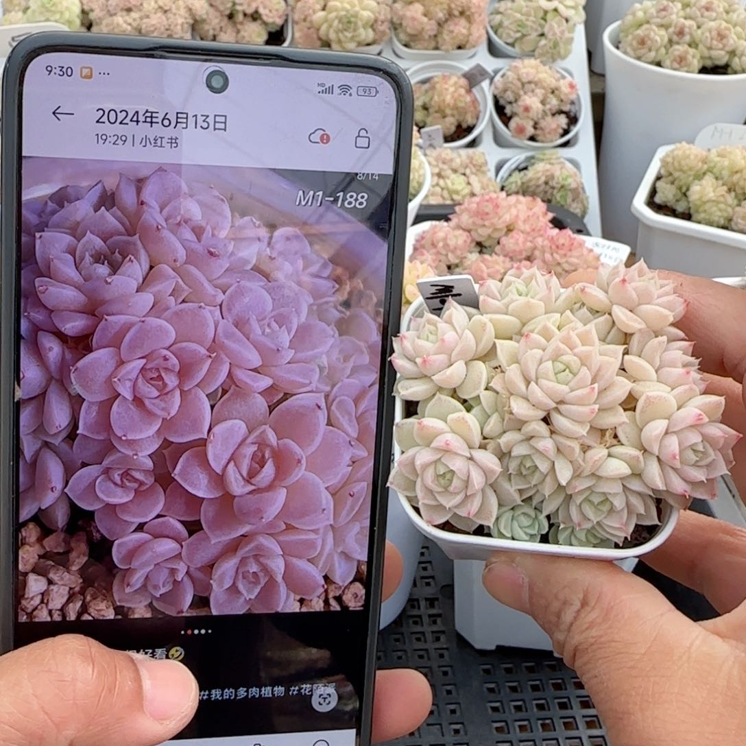 【闪购商品】0216-29（m1-188）