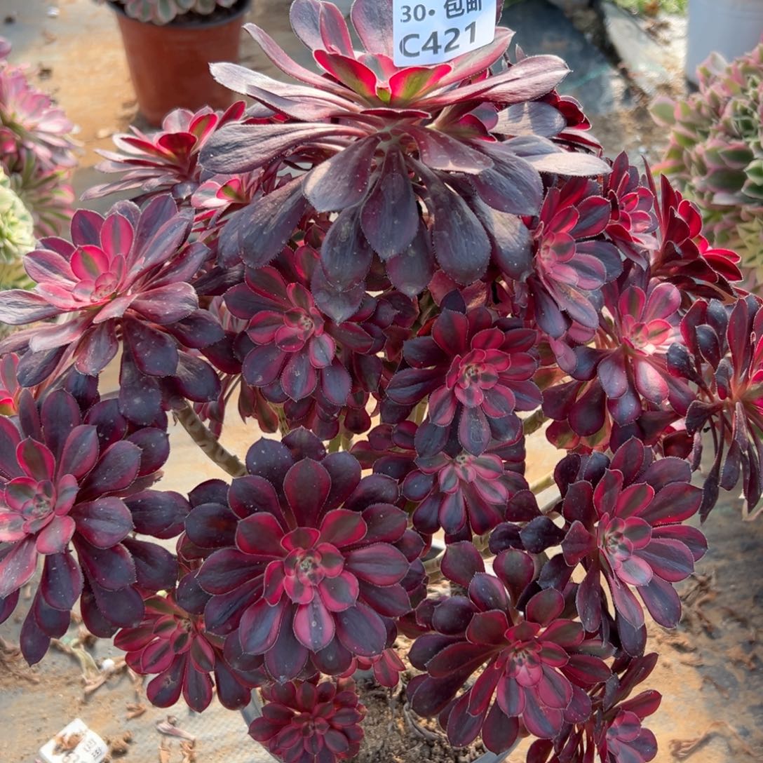 421 香奈多肉法师