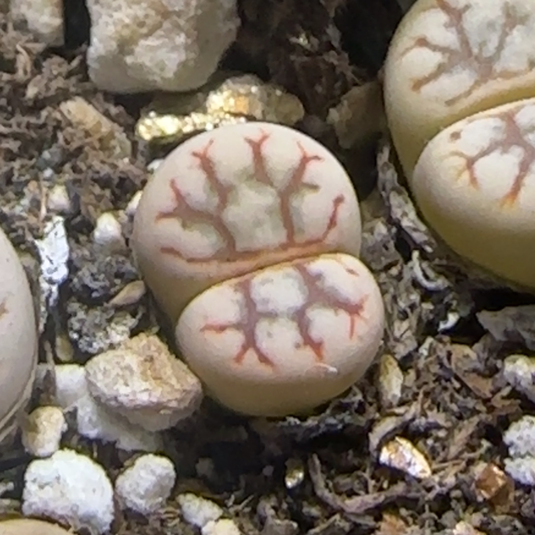 9.8。  岛田c188云映玉红棕色纹。   9021