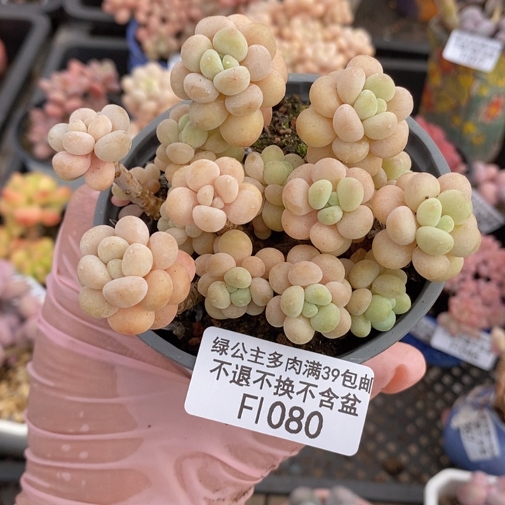 花朵鱼子酱8cm1080多肉植物