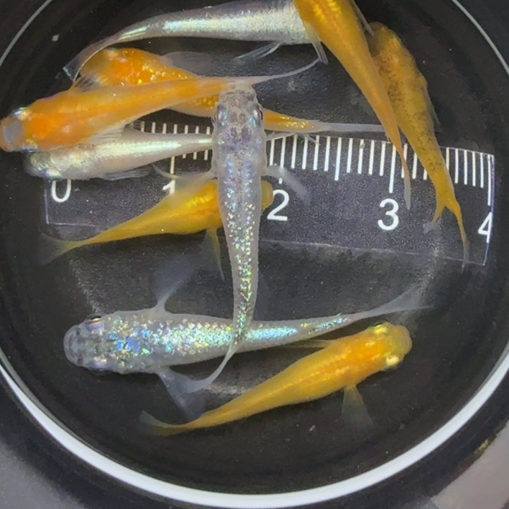 青鳉鱼短体混搭2号青鳉