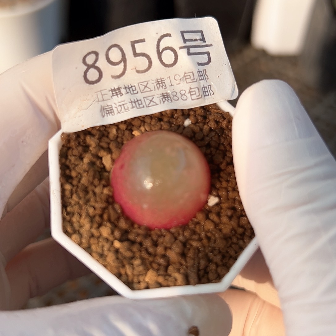 8956七年灯泡2.2cm