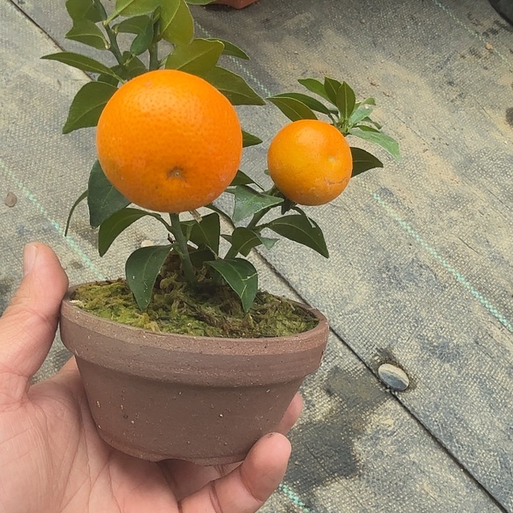 五***～高压八房柑一棵包邮
