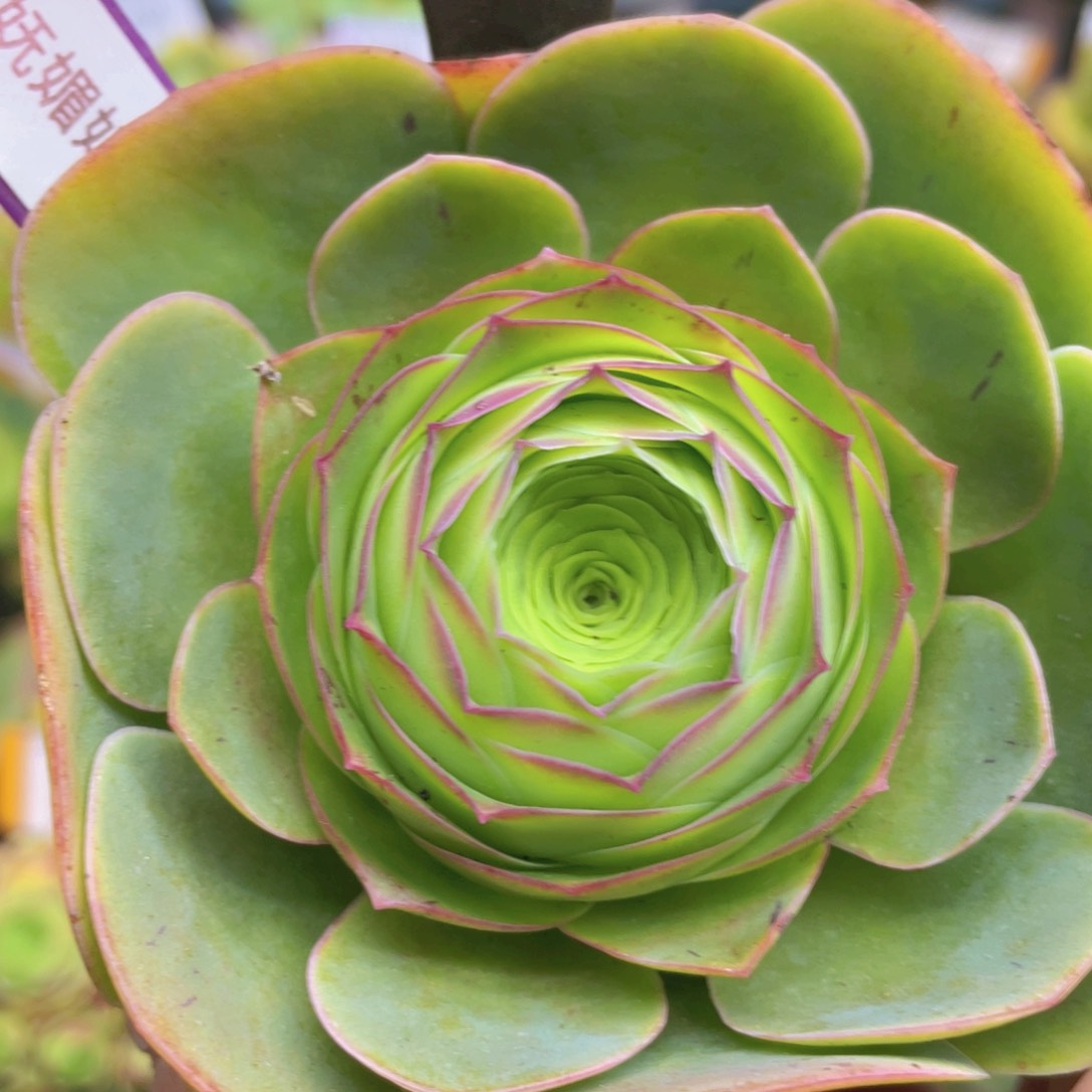 妩媚娘玫瑰新年福利465