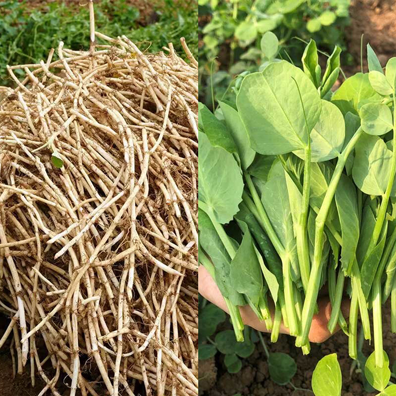 四川新鲜豌豆尖+折耳根嫩根蔬菜组合混合装各一半发货