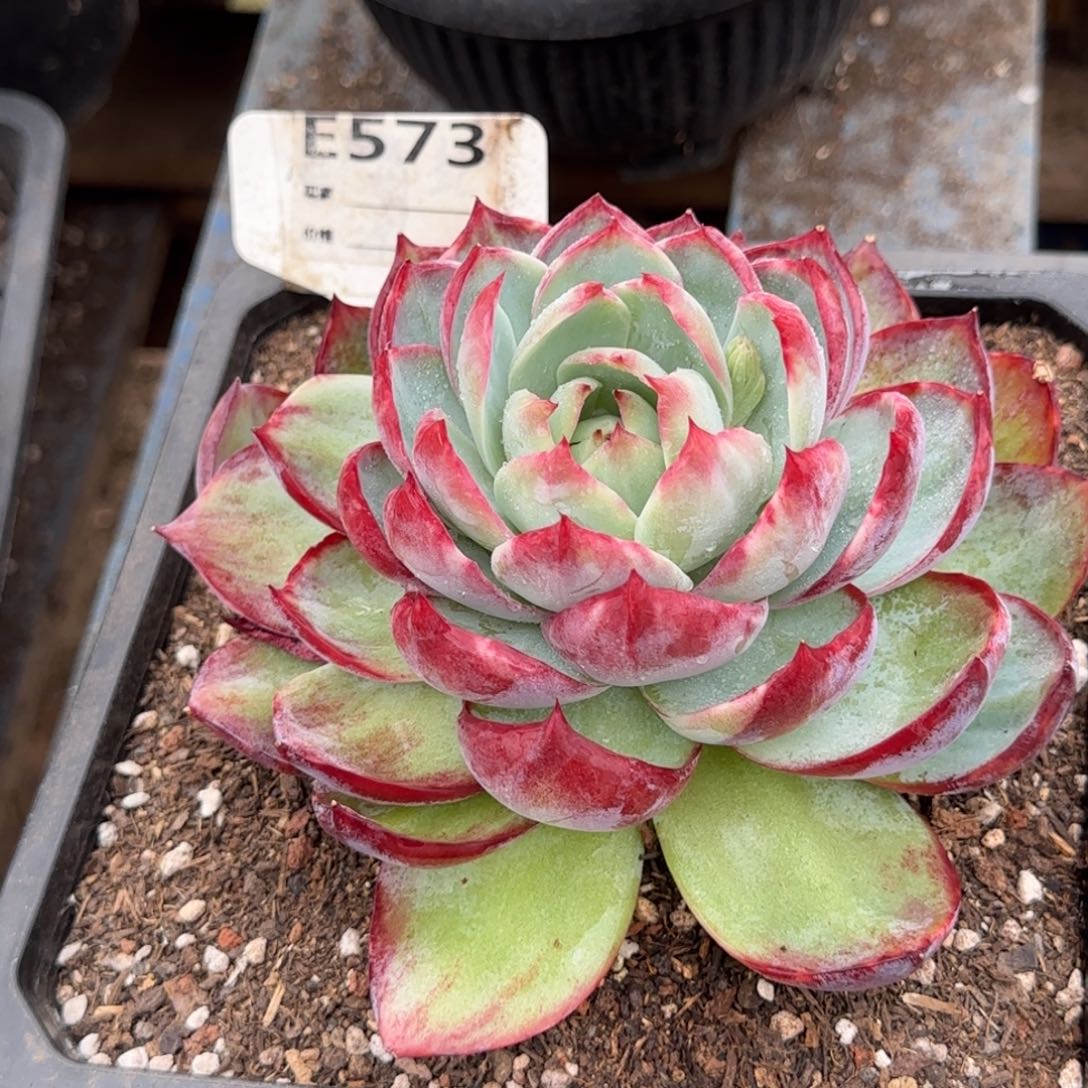 惊鸿一物一拍包装收缩花旱573