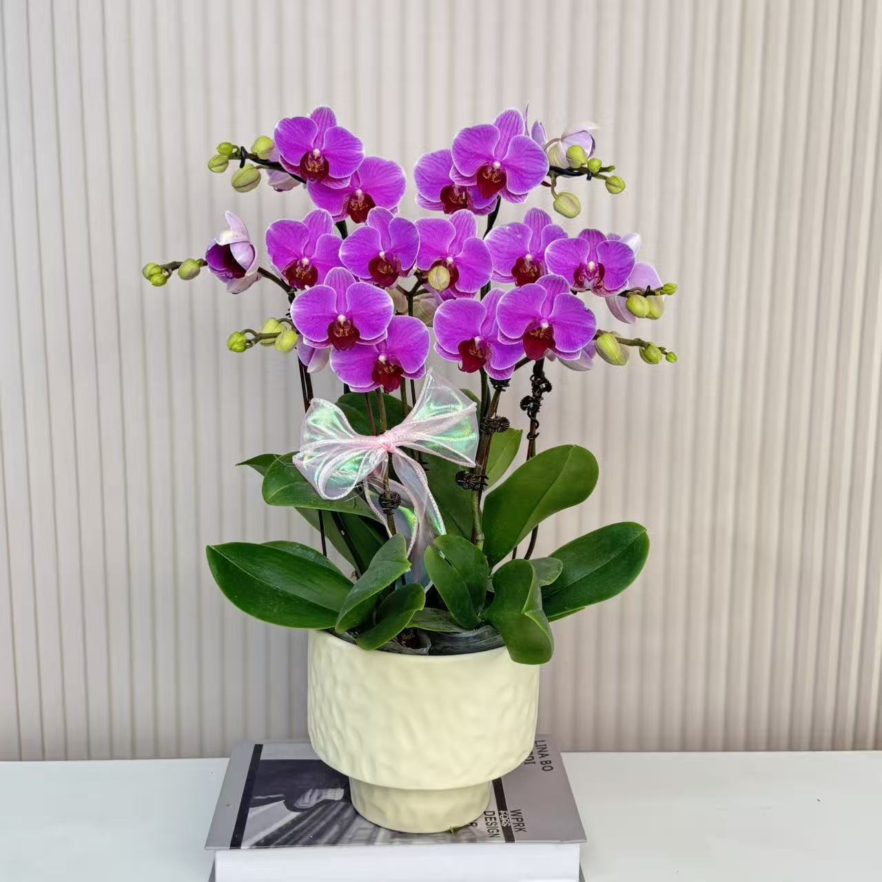 【紫仙子】蝴蝶兰  紫色中小花型 四季花 室内花精品 源头基地直发