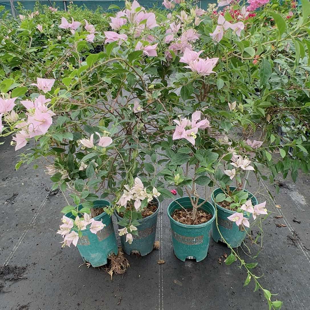 大部分开放少量花苞柳叶苹果花一棵