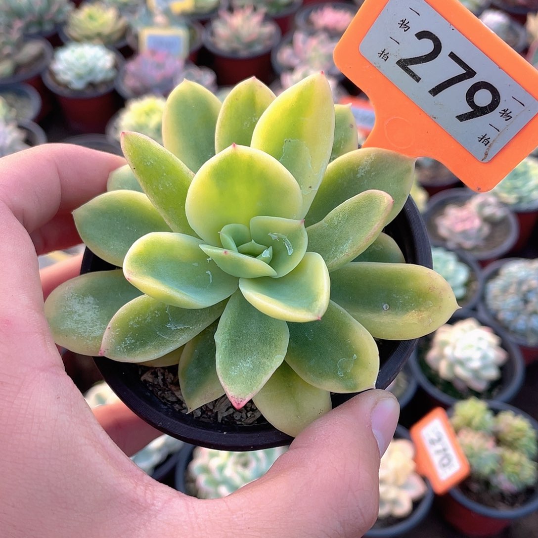 279号多肉植物盆栽